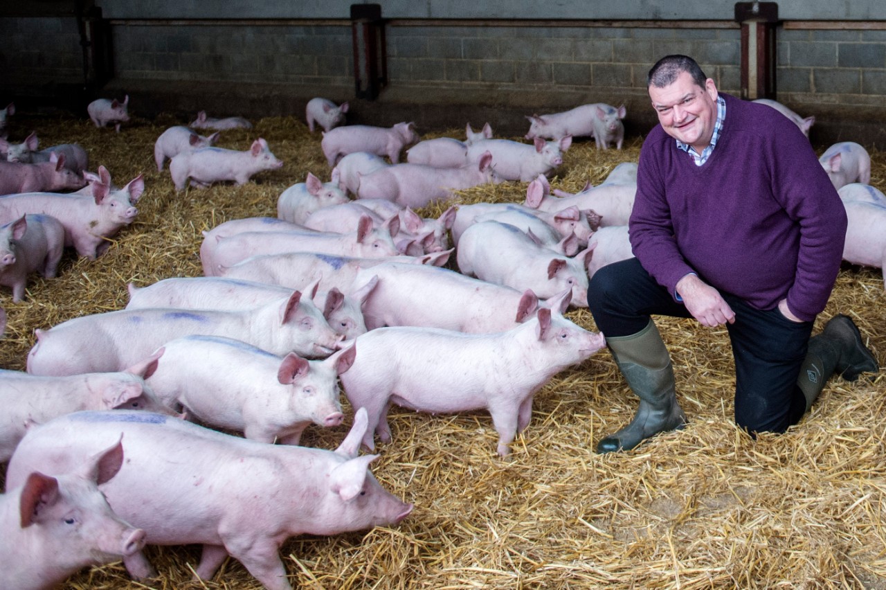The ongoing farm to fork challenge in the pig industry