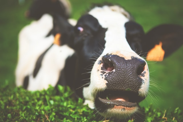 Reviewing your contracts given shortcomings of the Dairy Hardship Fund