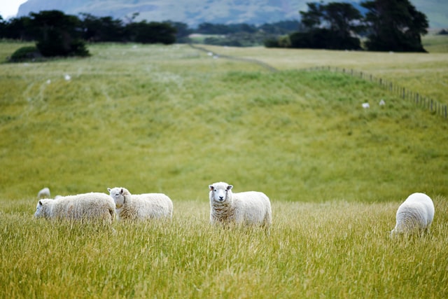 Stamp Duty Land Tax Holiday and Rural Properties